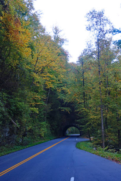 istock Road through a tunnel with early autumn color 1443574578