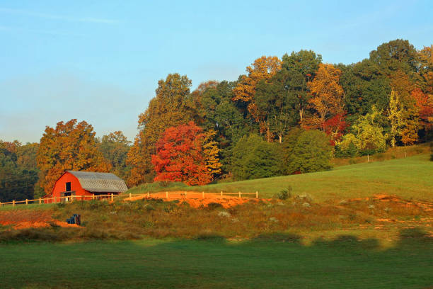 istock Old abandoned barn nestled among the autumn colored forest 1443575649