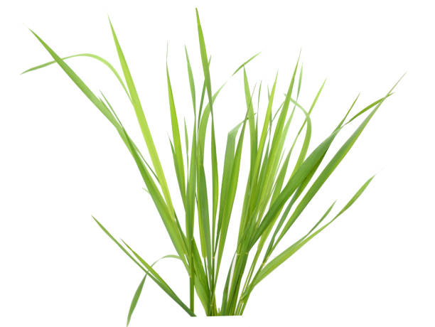 istock Green grassland leaves 1443576663