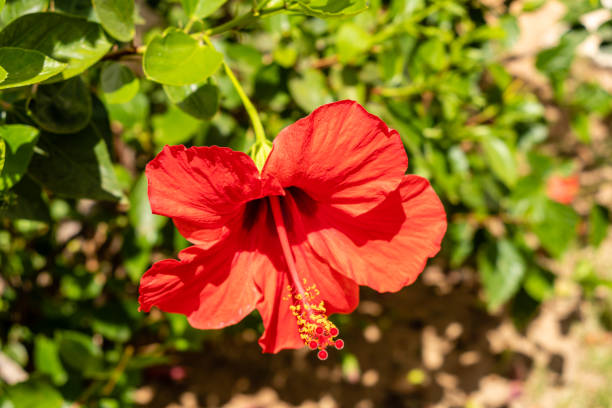 istock hibiscus grown in a garden in spain 1443577292