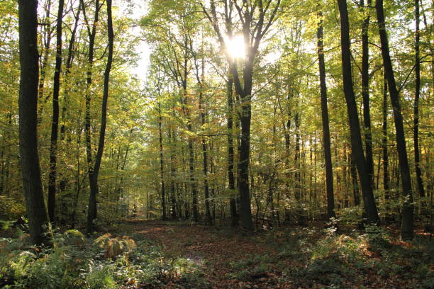 istock a healthy green forest as a background 1443577794