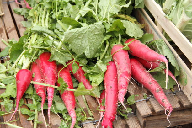 istock radishes at a market stall 1443578358