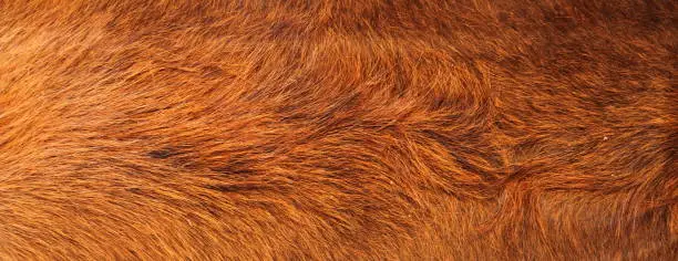 Photo of a brown cowhide as background