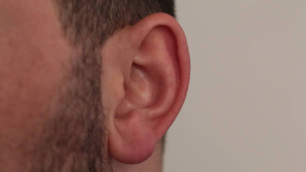 istock Closeup of man's ear 1443580689