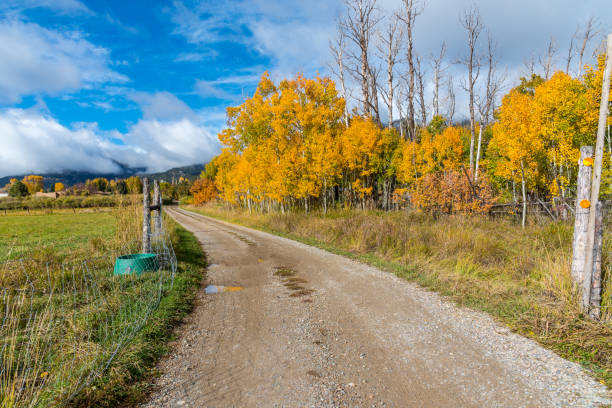 The Quaking Aspen (Populus tremuloides) gets its name from the way the leaves quake in the wind. The aspens grow in large colonies, often starting from a single seedling and spreading underground only to sprout another tree nearby. For this reason, it is considered to be one of the largest single organisms in nature. During the spring and summer, the aspens use sunlight and chlorophyll to create food necessary for the tree’s growth.  In the fall, as the days get shorter and colder, the naturally green chlorophyll breaks down and the leaves stop producing food.  Other pigments are now visible, causing the leaves to take on beautiful orange and gold colors.  These colors can vary from year to year depending on weather conditions.  For instance, when autumn is warm and rainy, the leaves are less colorful. This winding road with gold colored aspens was photographed in Arroyo Seco near Taos, New Mexico, USA.