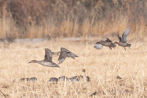 Pintail ducks (female) flying over marsh at wildlife refuge in New Mexico in southwestern United States.