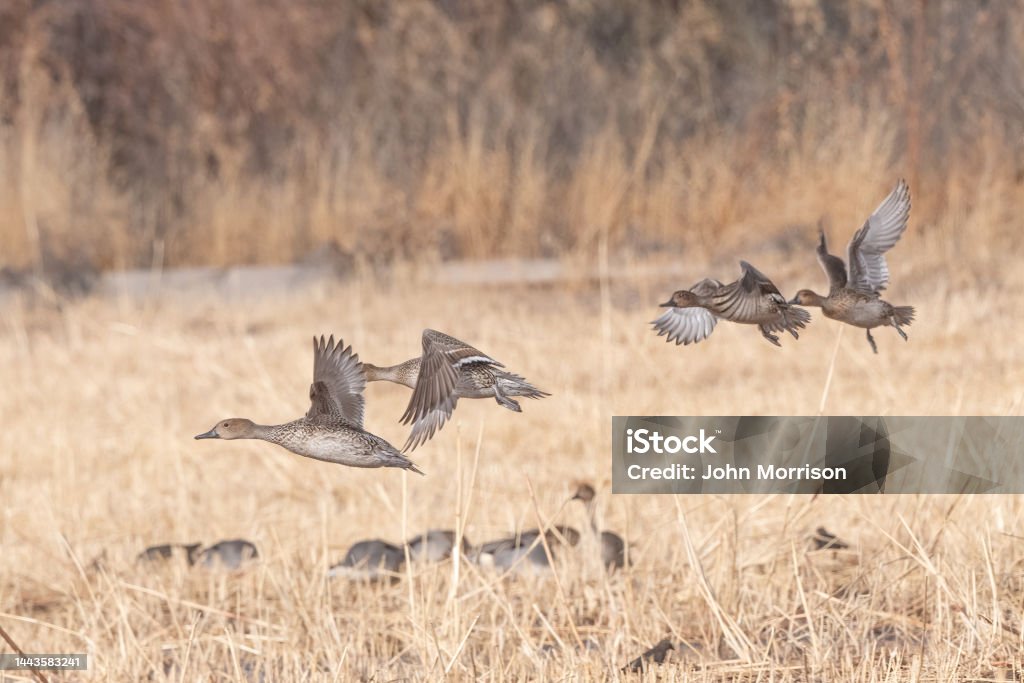 Pintail ducks (female) flying over marsh at wildlife refuge in New Mexico in southwestern United States Pintail ducks (female) flying over marsh at wildlife refuge in New Mexico in southwestern United States. Animal Stock Photo