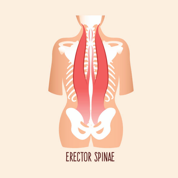 Erector spinae Erector spinae muscles, vector illustration. Erector spinae stock illustrations