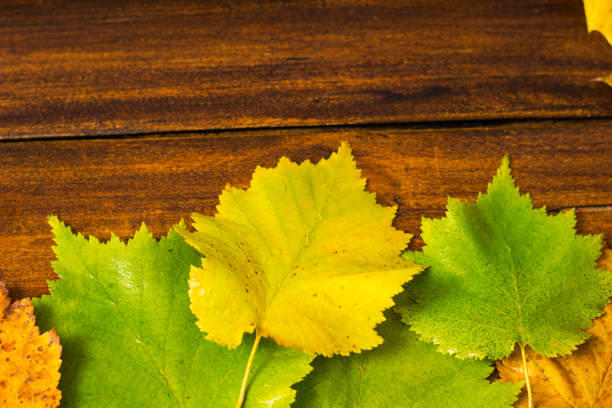 Autumn background with yellow dry leaves on a dark wooden table. Autumn background  with copy space, postcard and frame from natural material