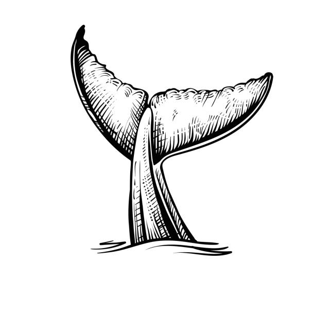 水中のクジラの尾、ベクターイラスト。 - 人魚点のイラスト素材／クリップアート素材／マンガ素材／アイコン素材