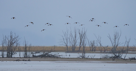 Flock of American Wigeon Set to Land on a Mudflat in Nisqually National Wildlife Refuge