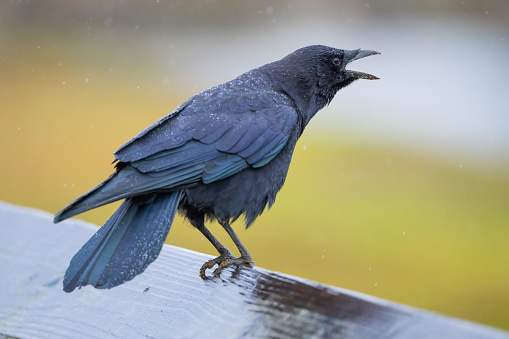 American Crow Perched in a Rainstorm