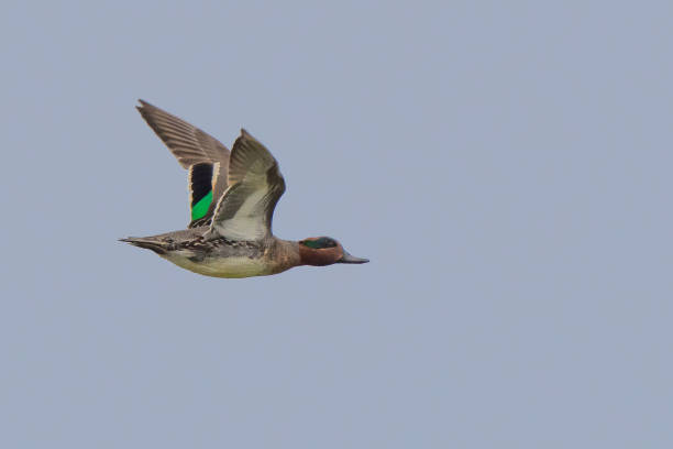 Beautiful Green-Winged Teal in Flight Beautiful Green-Winged Teal in Flight grey teal duck stock pictures, royalty-free photos & images