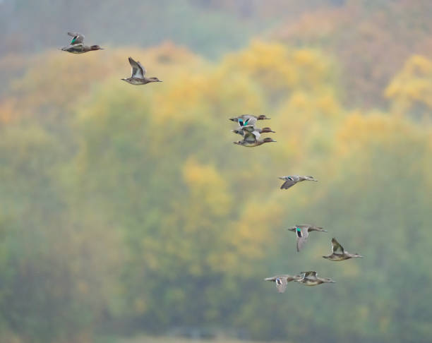Flock of Green-Winged Teal Look for a Place to Land Flock of Green-Winged Teal Look for a Place to Land grey teal duck stock pictures, royalty-free photos & images