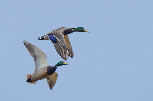 Pair of Mallard Drakes on a Close Pass By the Blind
