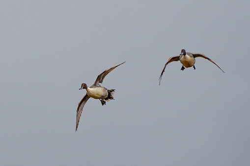 Pair of Handsome Drake Pintails Coming into the Decoys