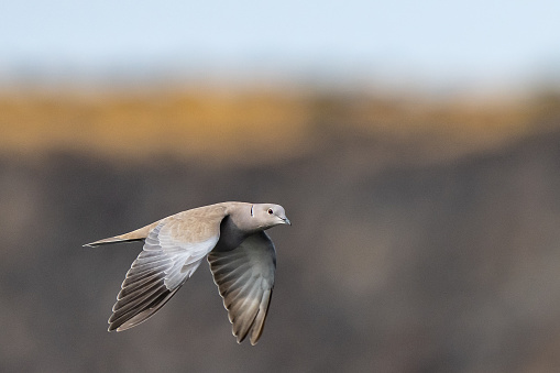 Non-Native Eurasion Collared Dove in Flight