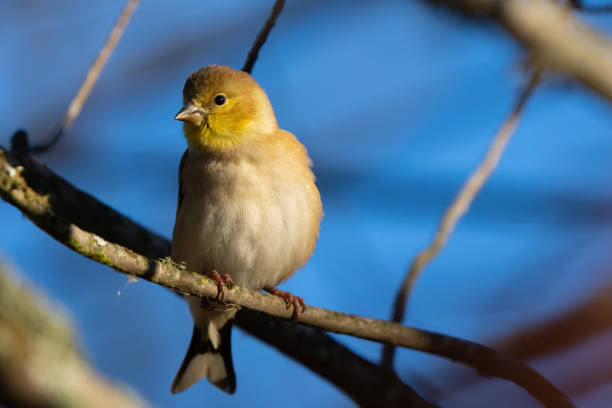 istock American Goldfinch in Winter Plumage on a Fall Morning 1443586893