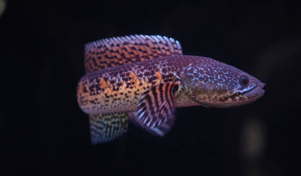 Channa Auranti  stock photo Close up Channa Auranti snakehead fish in the aquarium giant snakehead stock pictures, royalty-free photos & images