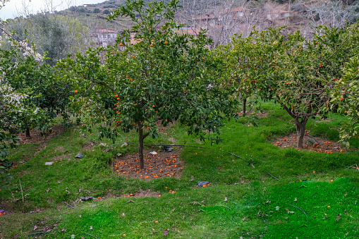 several mandarin citrus trees orange and tangerine trees rutaceae in rue family, namely in early Spring time in Turkey