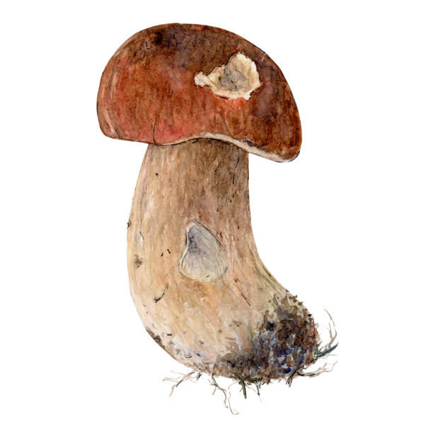 Boletus edulis mushroom with brown hat cep, porcini, king bolete, penny bun Boletus edulis mushroom with brown hat cep, porcini, king bolete, penny bun. Edible wild mushroom. Watercolor hand drawn painting illustration isolated on a white background, design for children's clothing, cafes, menus and fabrics, printing of packaging products. sketch restaurant stock illustrations