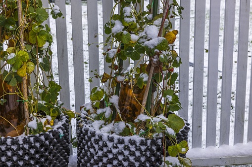 Close up view of climbing strawberry plants in air pots against background of white fence covered with snow. Sweden.