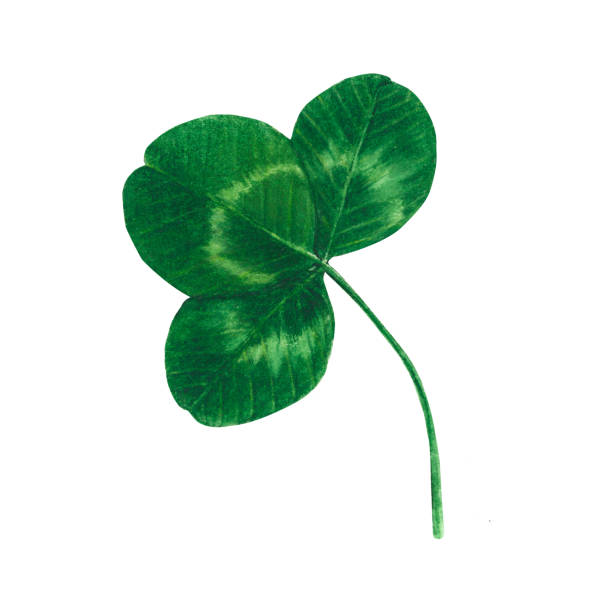 istock Green clover leaf Watercolor hand drawn illustration isolated on white background 1443589414