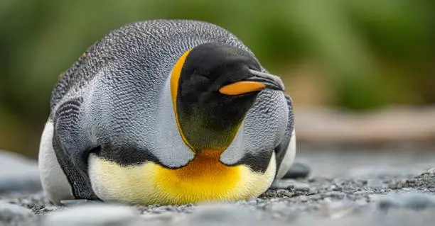 single king penguin (APTENODYTES PATAGONICUS) lies sleeping or resting on the beach of South Georgia