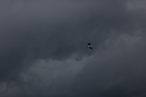 A flying seagull on the background of a dark pre-storm sky