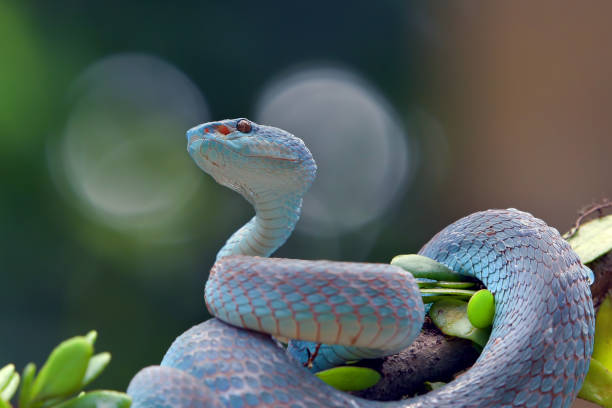 istock White-lipped island pit viper in dark background 1443594736