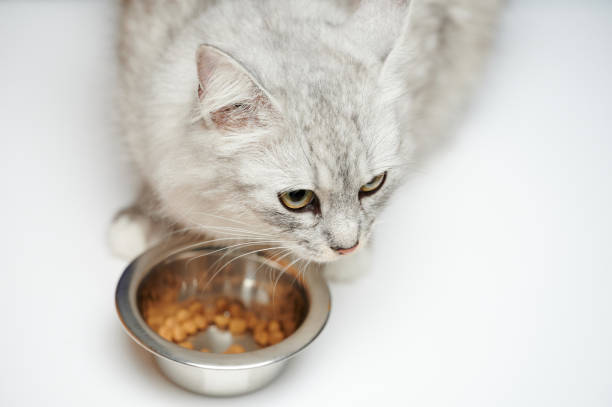 istock Hungry cat next to metal plate 1443594759