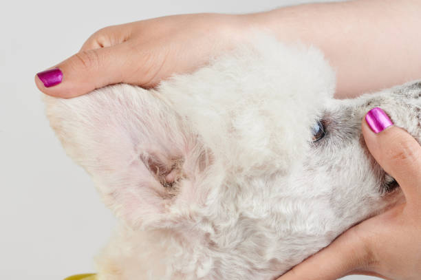 istock Veterinarian check  dog ear 1443594768