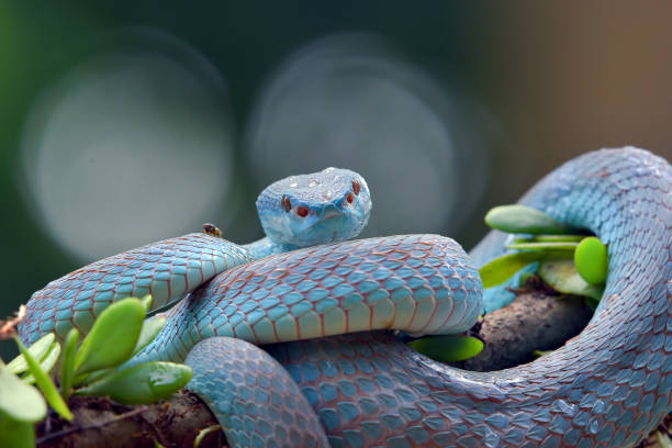 istock White-lipped island pit viper in dark background 1443595037