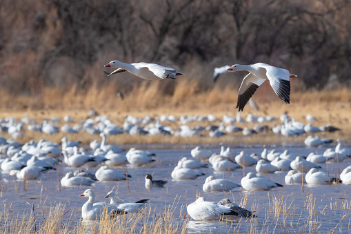 Snow goose flying gracefully over Bosque del Apache in southern New Mexico, USA.