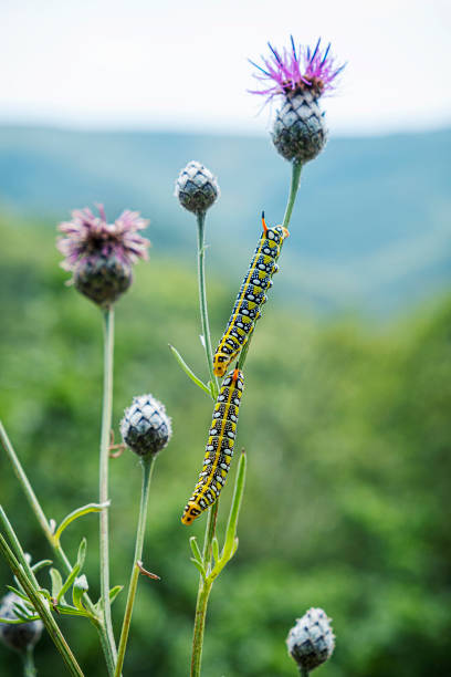 beautiful caterpillars, little carpathians, slovakia - 16607 imagens e fotografias de stock