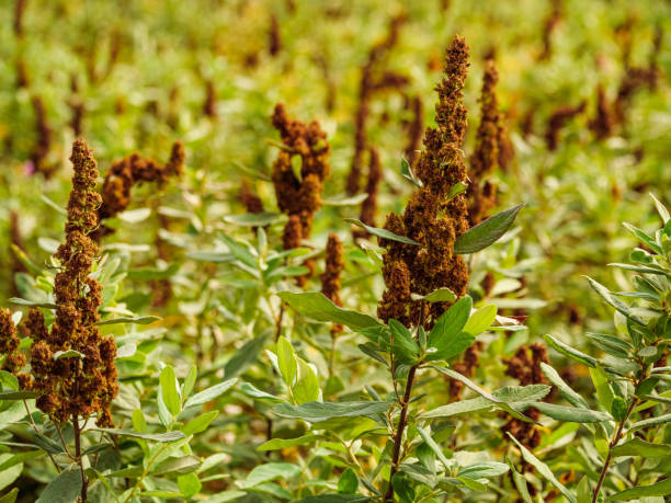 istock Spirea Douglas with brown withered inflorescences 1443601156