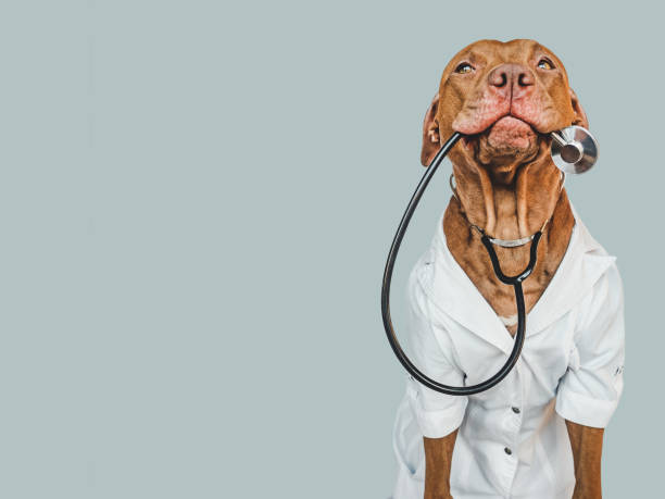 istock Lovable, pretty puppy, wearing a doctor's coat 1443601403