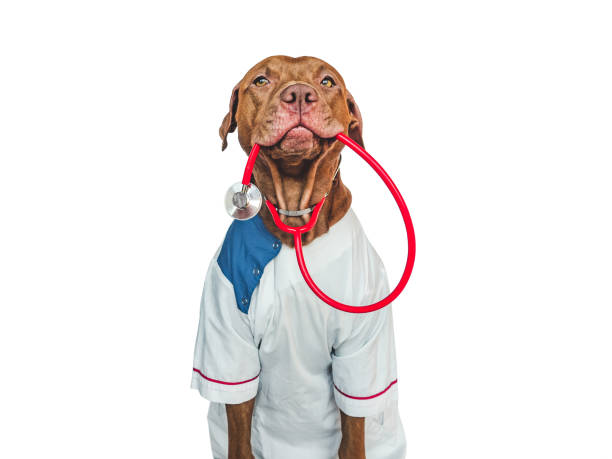istock Lovable, pretty puppy, wearing a doctor's coat 1443601485