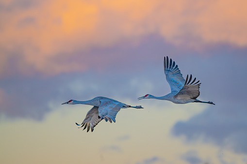 Sandhill cranes at sunrise up close, flying in New Mexico at Bosque del Apache Wildlife Refuge, USA.