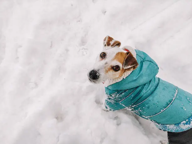Dog Jack Russell in winter clothes on a walk in the snowdrifts in winter Lifestyle, copy space