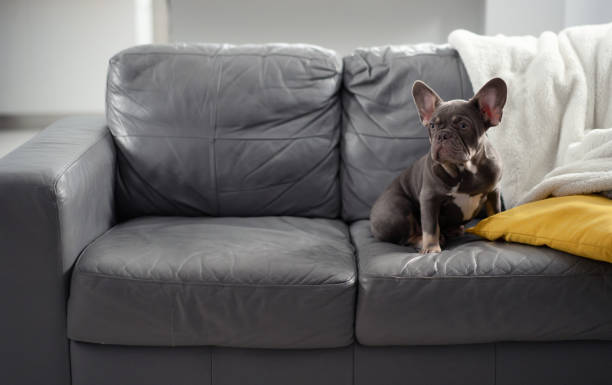 istock French bulldog puppy sitting on sofa 1443604899