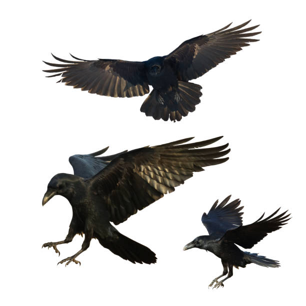 istock Birds flying raven isolated on white background Corvus corax. Halloween - mix three birds 1443606408