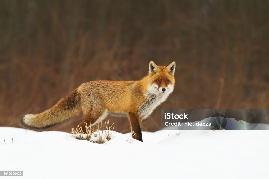 Red Fox Vulpes vulpes in meadow scenery, Poland Europe, animal walking among meadow Red Fox Stock Photo