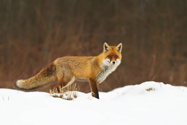 Red Fox Vulpes vulpes in meadow scenery, Poland Europe, animal walking among meadow Red Fox Vulpes vulpes in meadow scenery, Poland Europe, animal walking among meadow red fox tail stock pictures, royalty-free photos & images