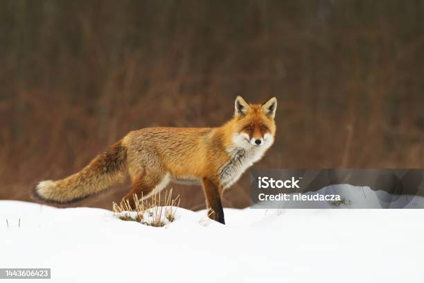 Red Fox Vulpes Vulpes In Meadow Scenery Poland Europe Animal Walking Among Meadow Stock Photo - Download Image Now