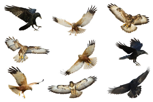 istock set Birds - Common Buzzard Buteo buteo, Western Marsh Harrier, Common Raven isolated on white background 1443606479