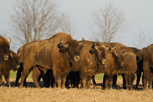 Mammals - wild nature European bison ( Bison bonasus ) Wisent herd standing on the autumn field North Eastern part of Poland, Europe Knyszynska Forest