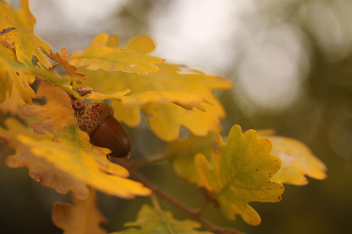 Oak leaves with nut in autumn