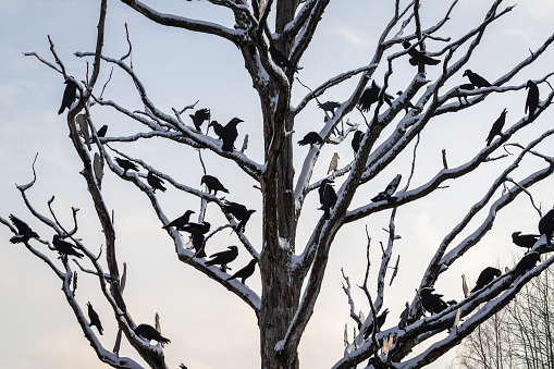 Dead tree with silhouettes of birds
