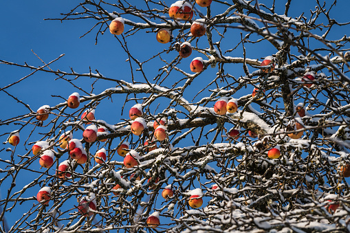 Frozen Apples On The Apple Tree
